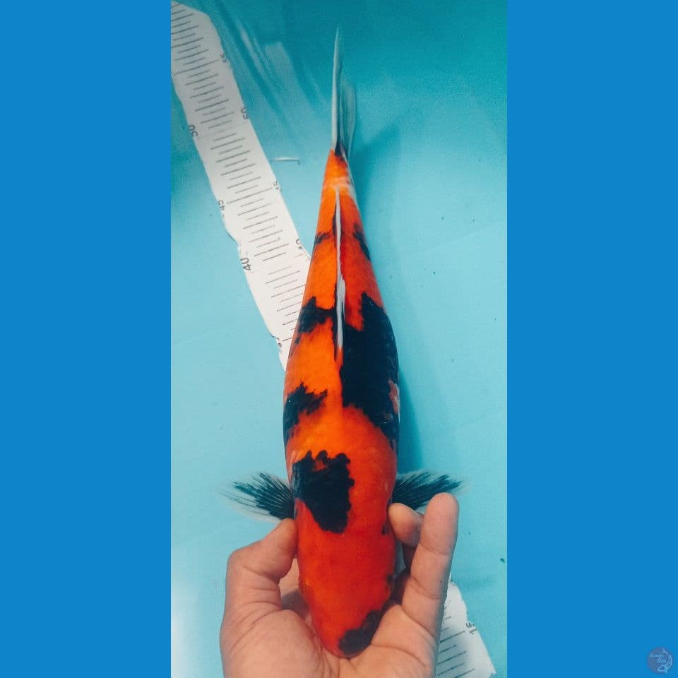 HI SHOWA 38CM
