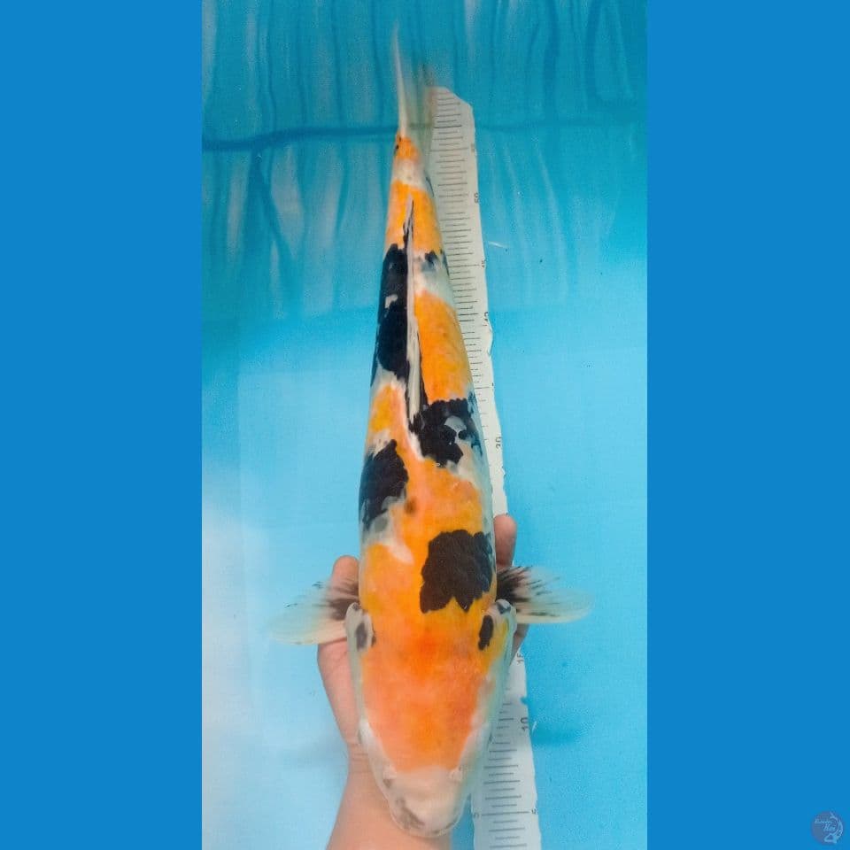 KI SHOWA 58CM
