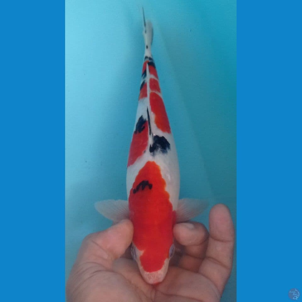 SANKE 28CM