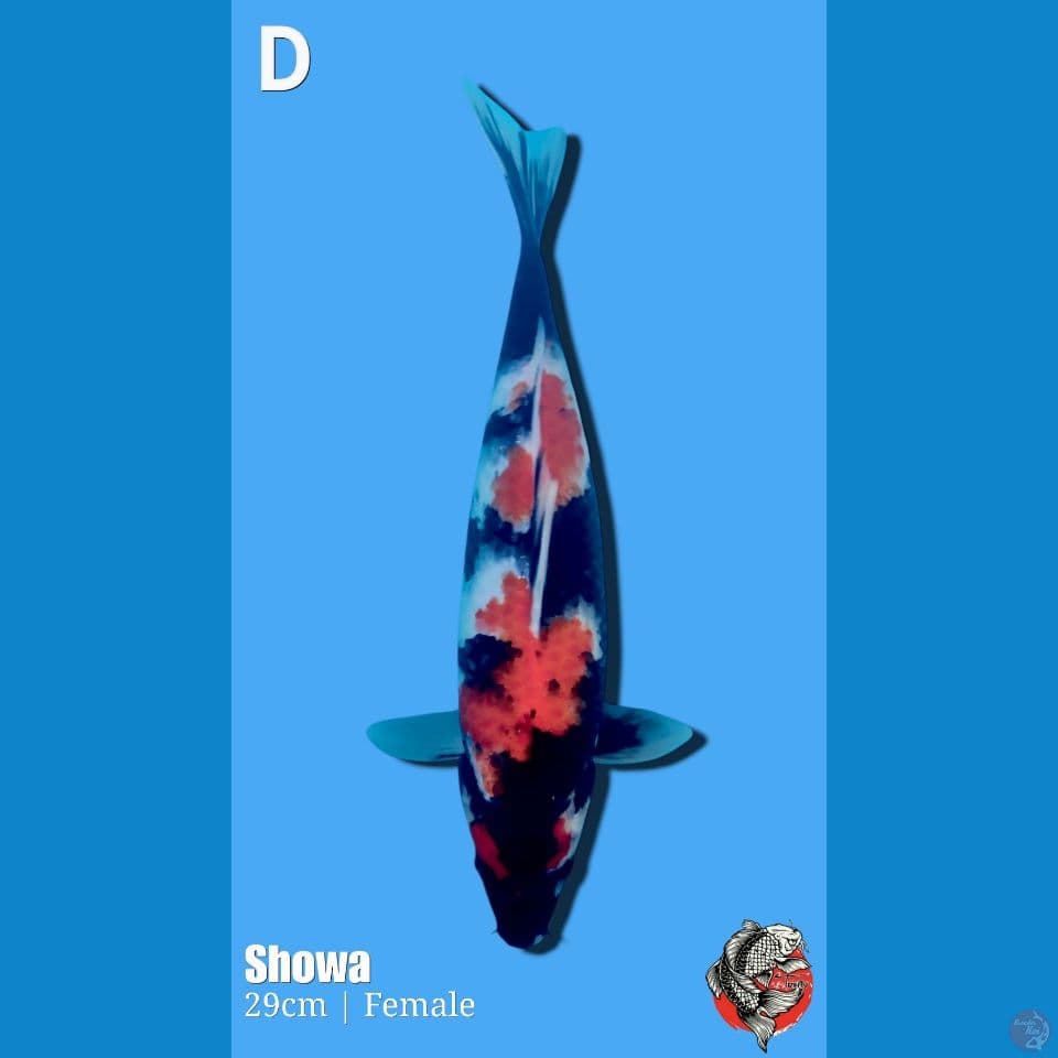 Showa, 30cm