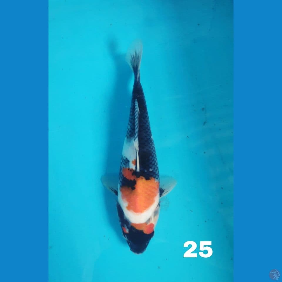 Showa 25cm