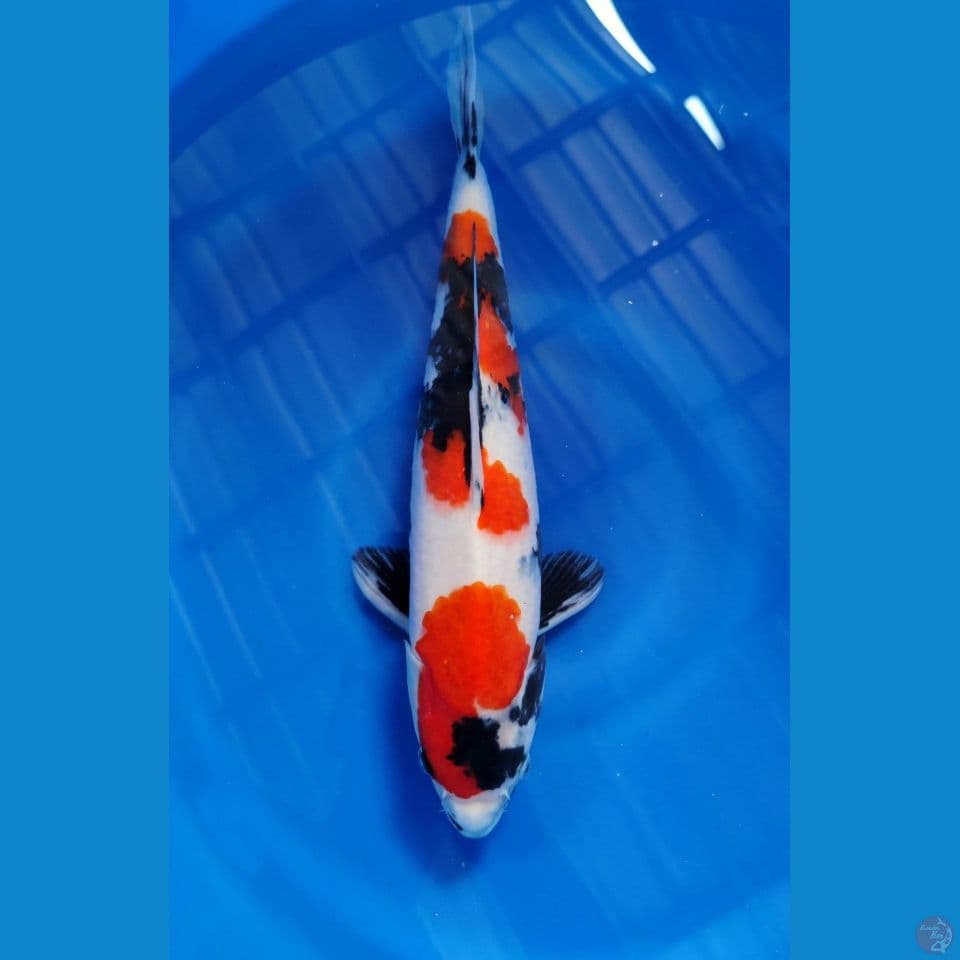 SHOWA ORIGINAL 35CM - BETINA