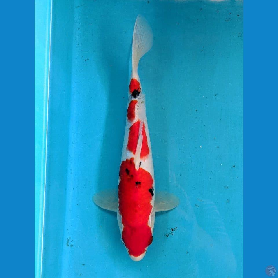 SANKE 26CM MALE