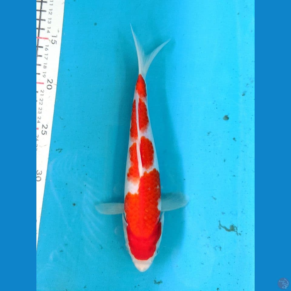 KOHAKU 24CM FEMALE