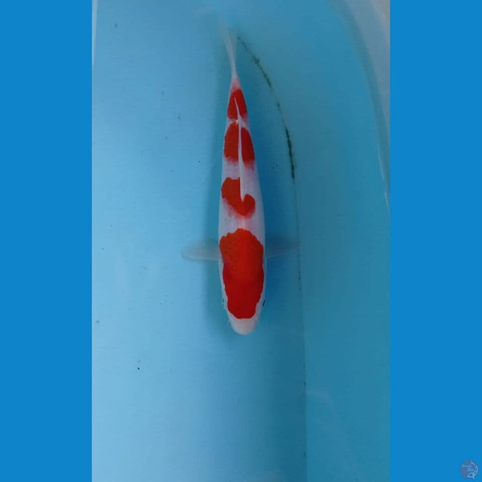 kohaku, 21 cm