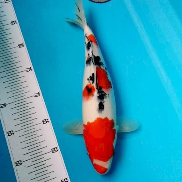 Sanke bagus 31cm