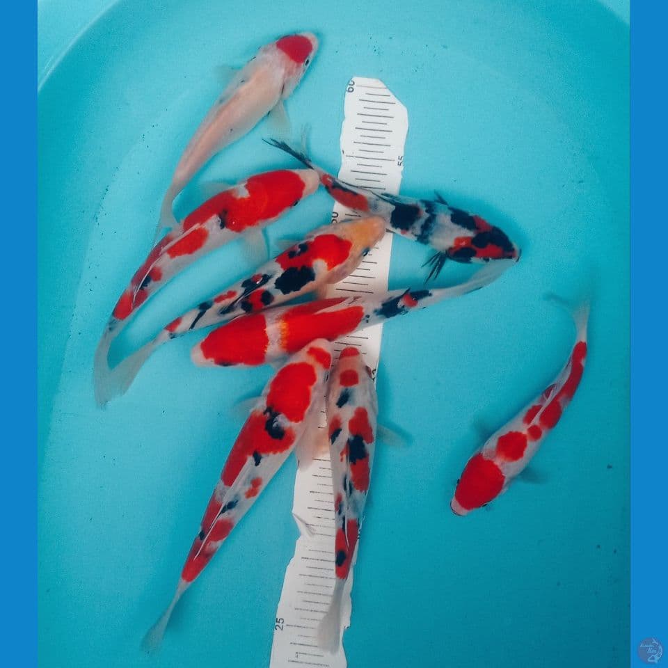 MIX 20CM