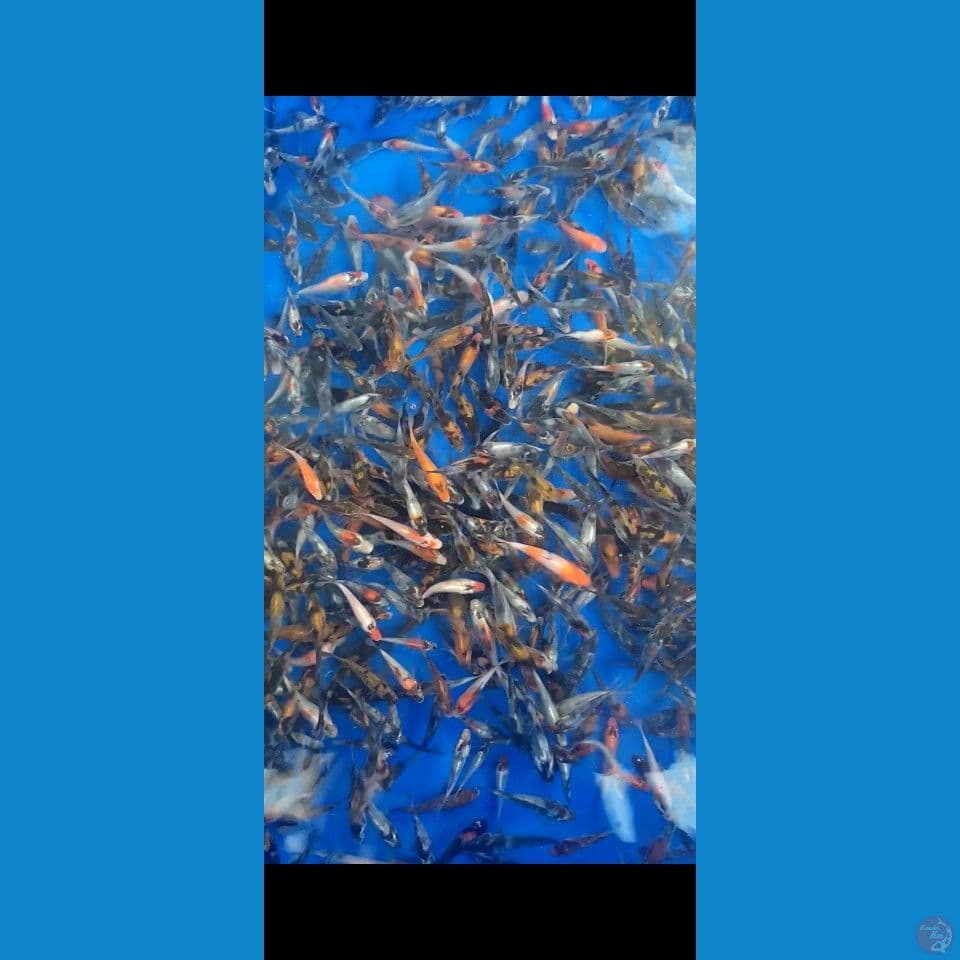 Bibit showa siap tebar 5-8cm 800ekor