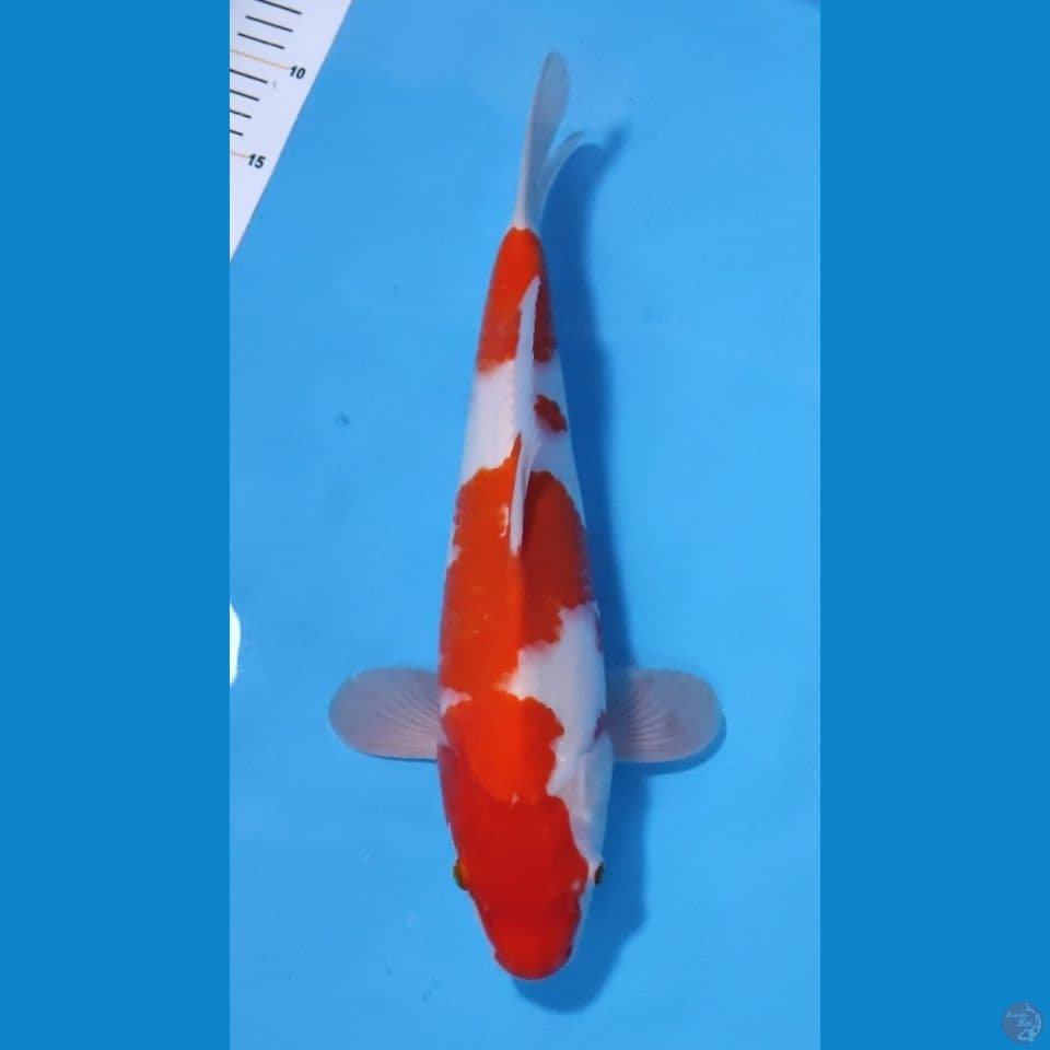 KOHAKU RED STRONG 38CM - MALE