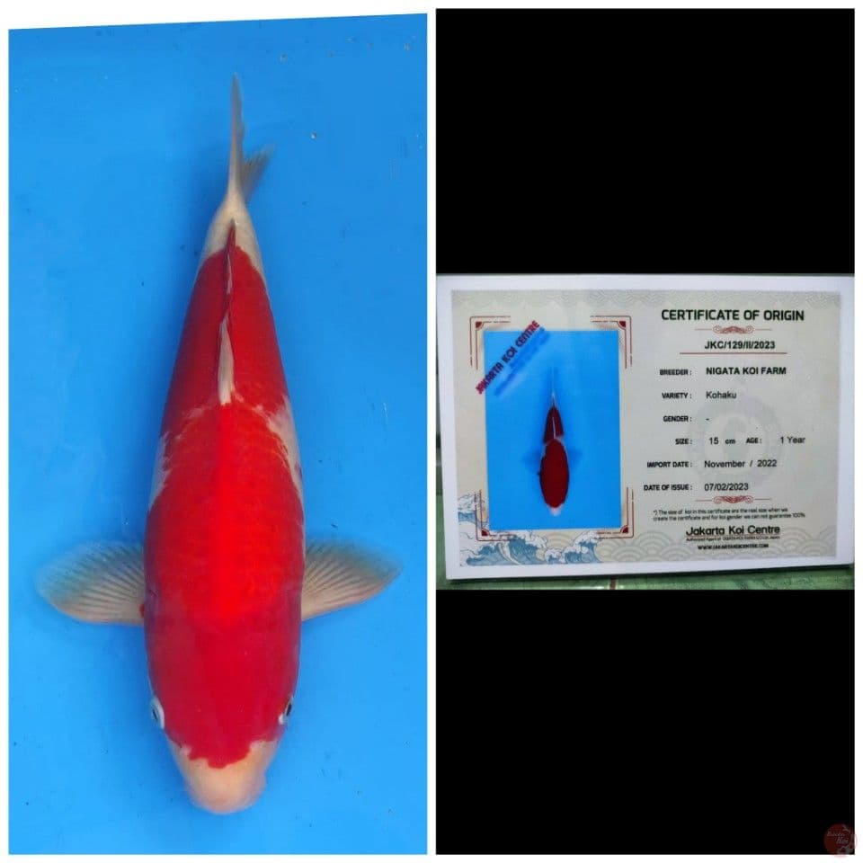 Nigata Kohaku
