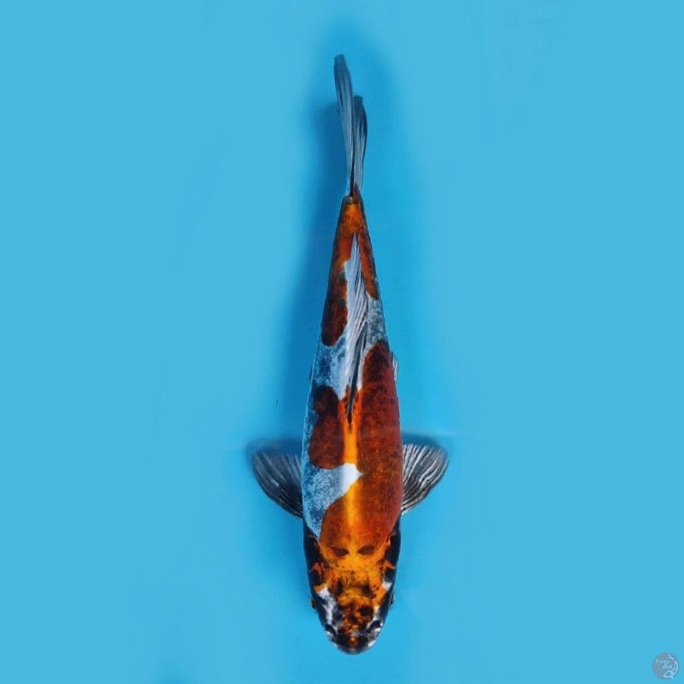 kikokuryu 25 cm male