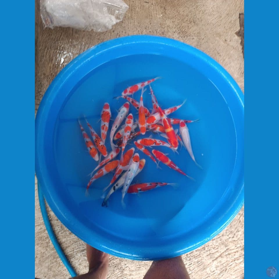 paket gosanke 17-20-25 cm 25 ekor