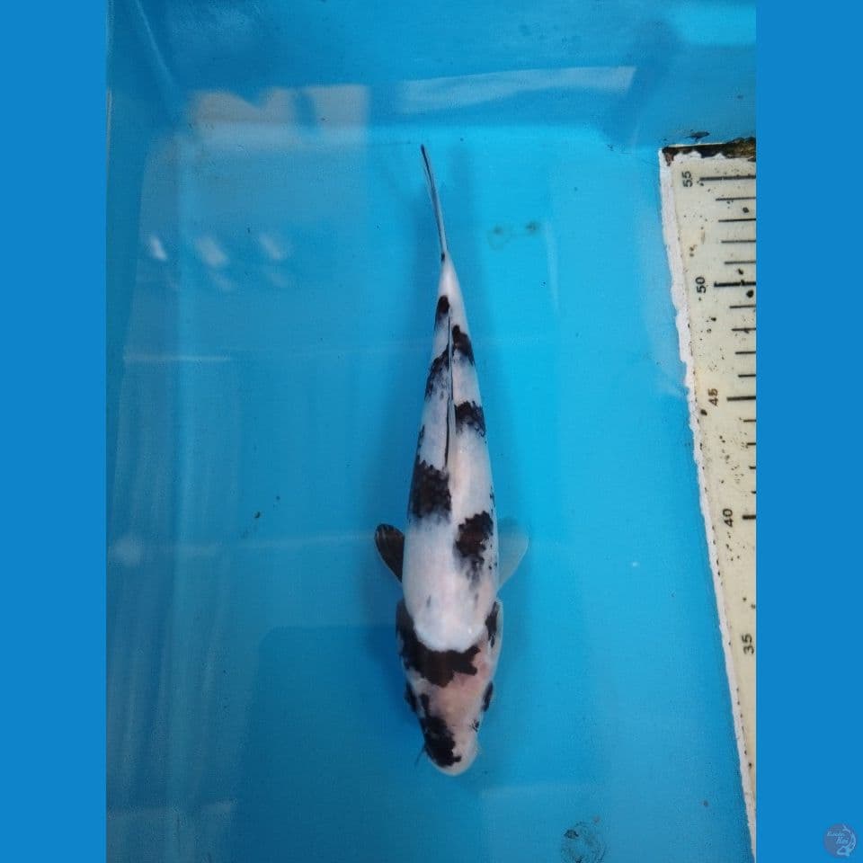 shiro 26cm