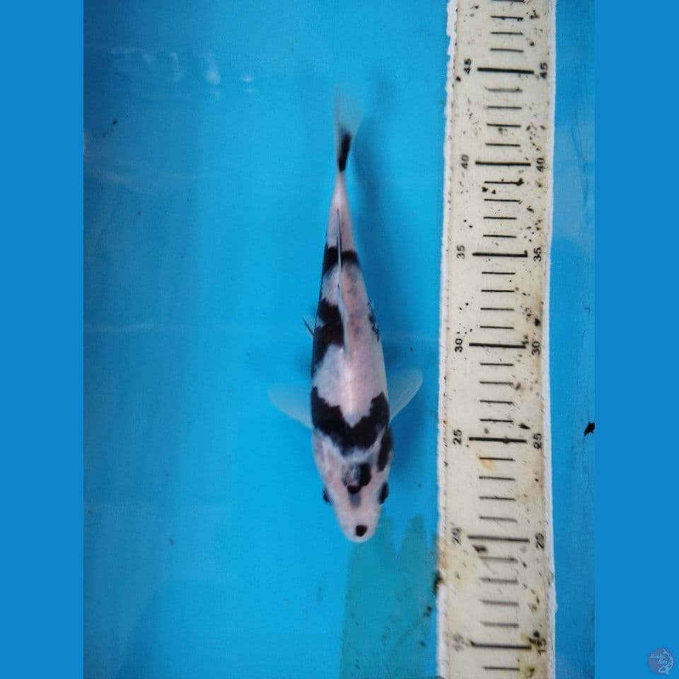 bahan 22cm