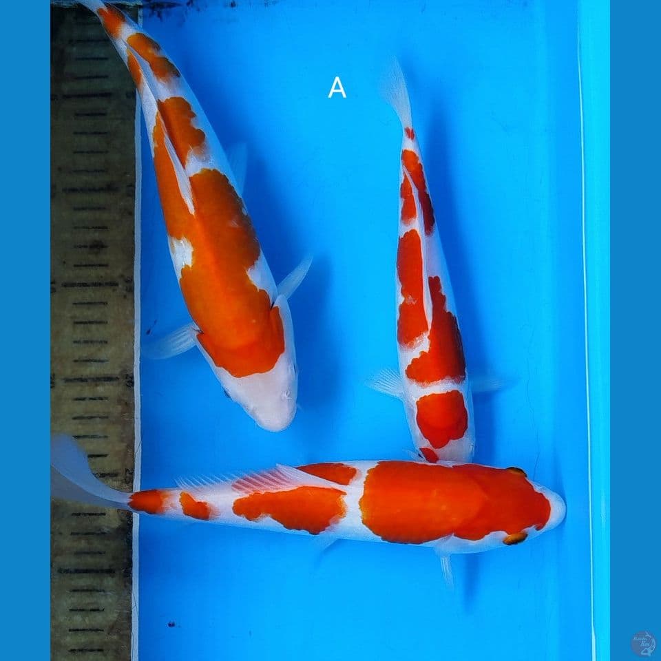 Kohaku 23/28cm