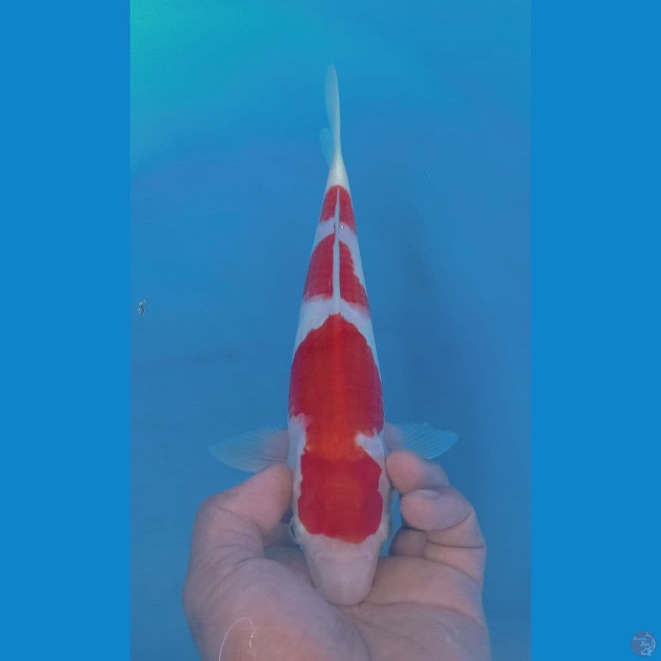 KOHAKU 29CM