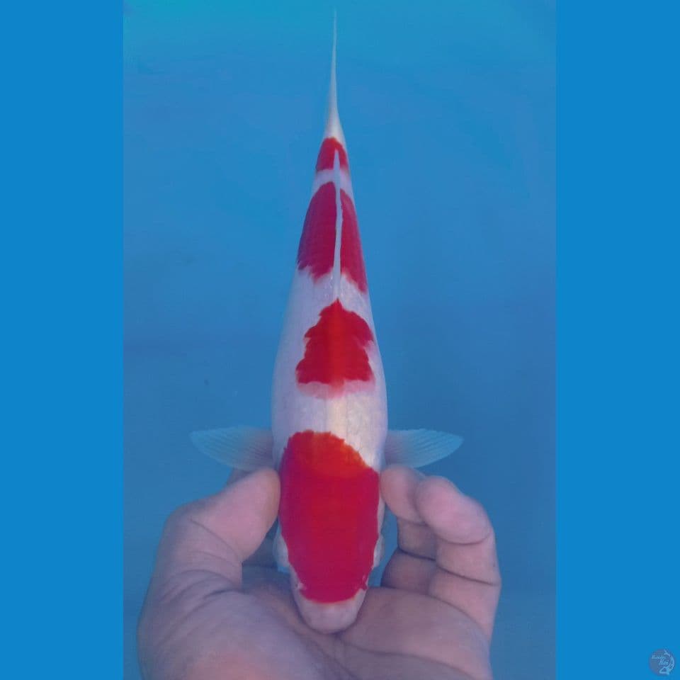 KOHAKU 27CM