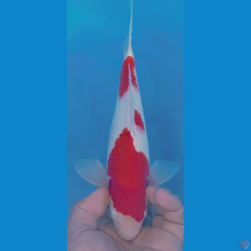 KOHAKU 28CM