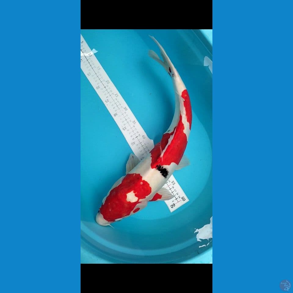 Doitsu murni Jantan 55cm