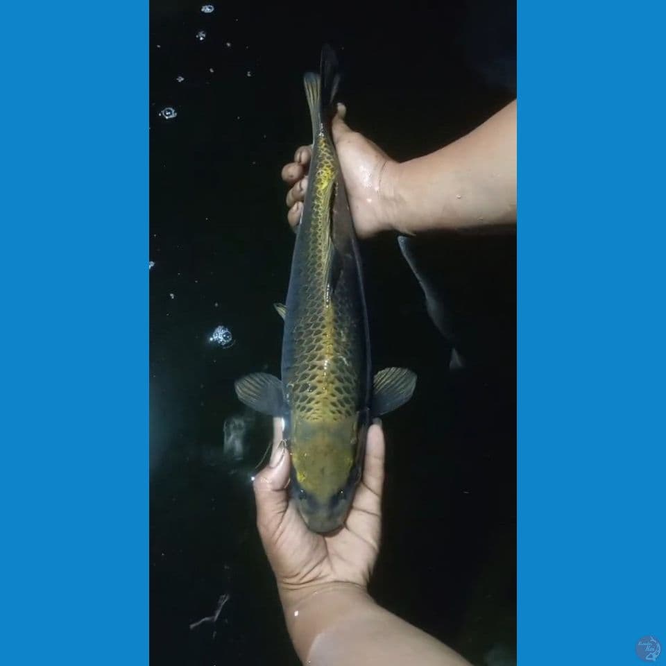 penjinak kolam