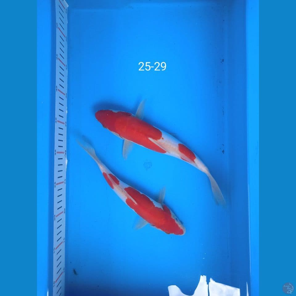 kohaku doit 25-29cm