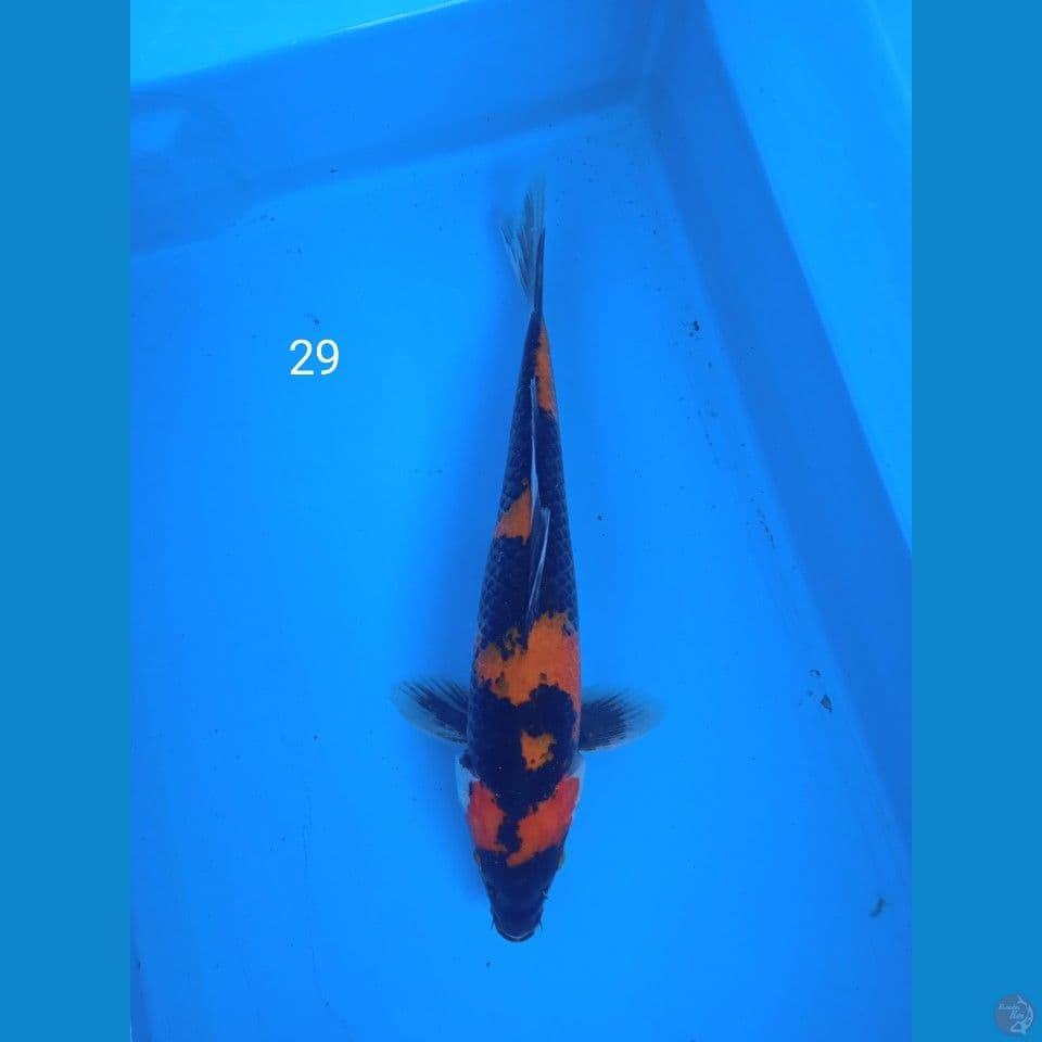 showa 29cm