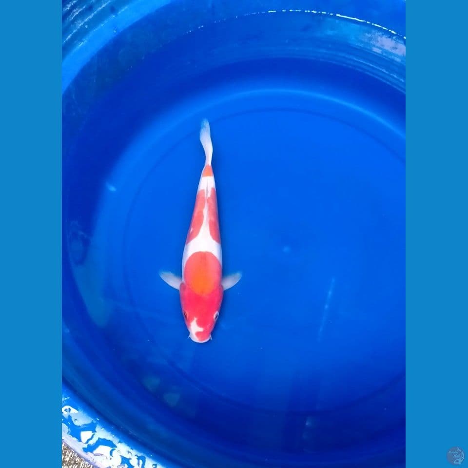 Kohaku Doit Murni Original 25cm™
