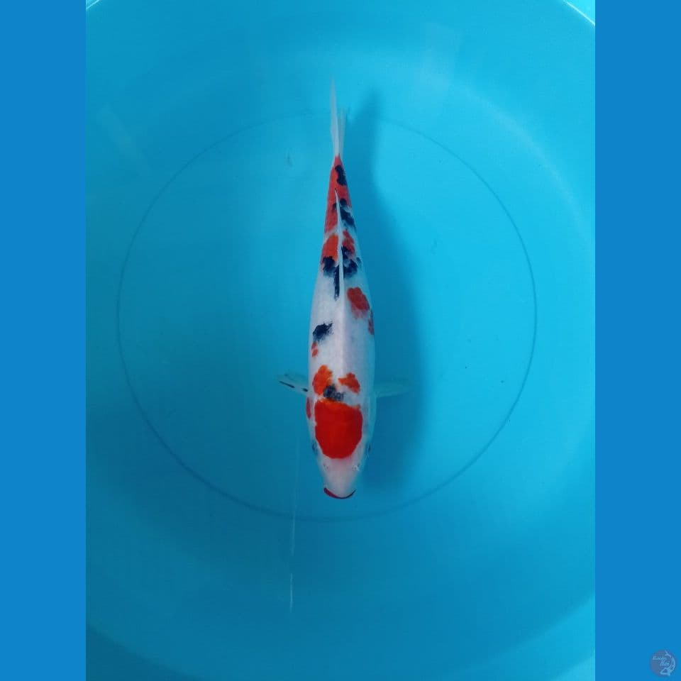 CS 1 • MARUTEN SANKE • 24CM