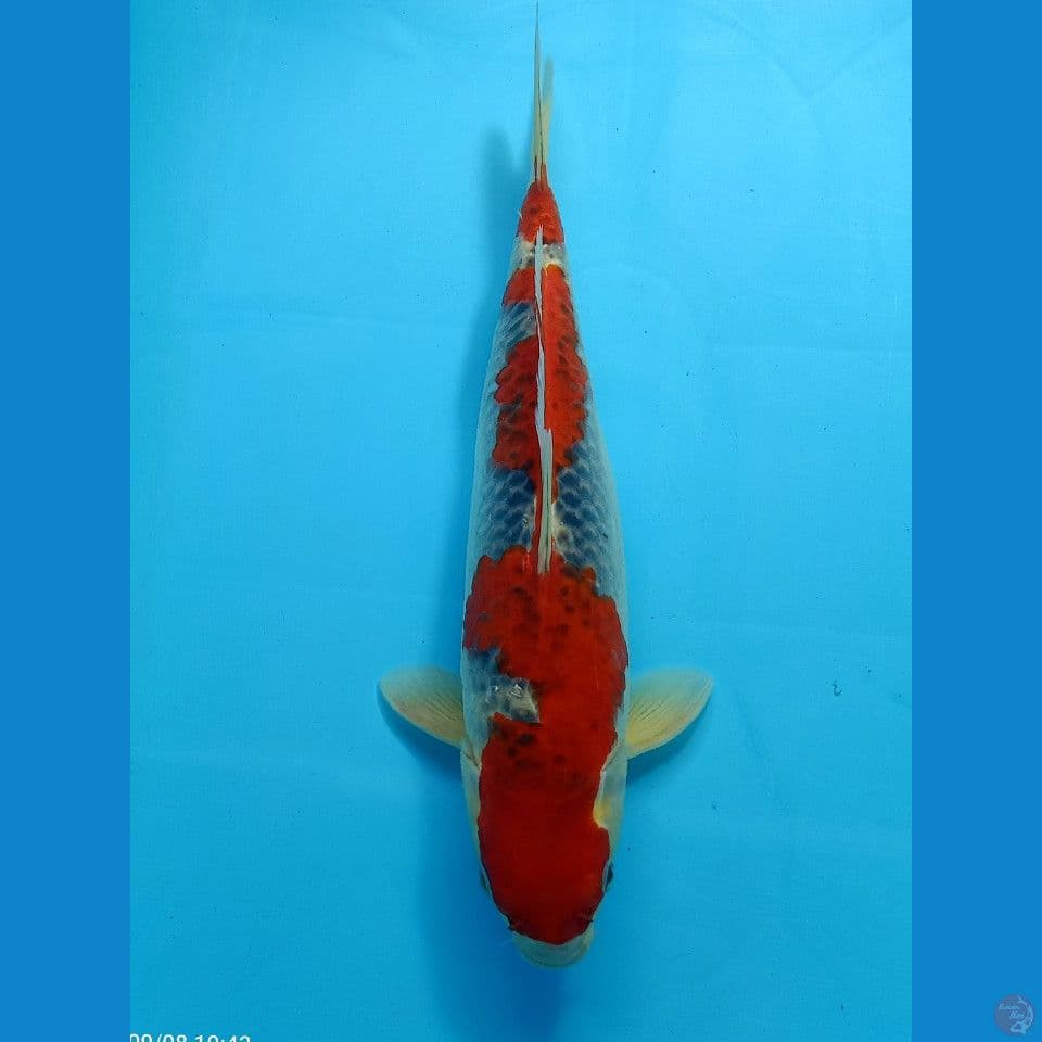 GOSIKI 36 CM