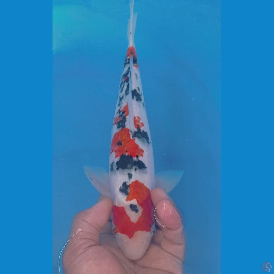 SANKE 30CM