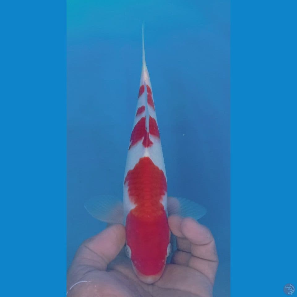 KOHAKU 29CM