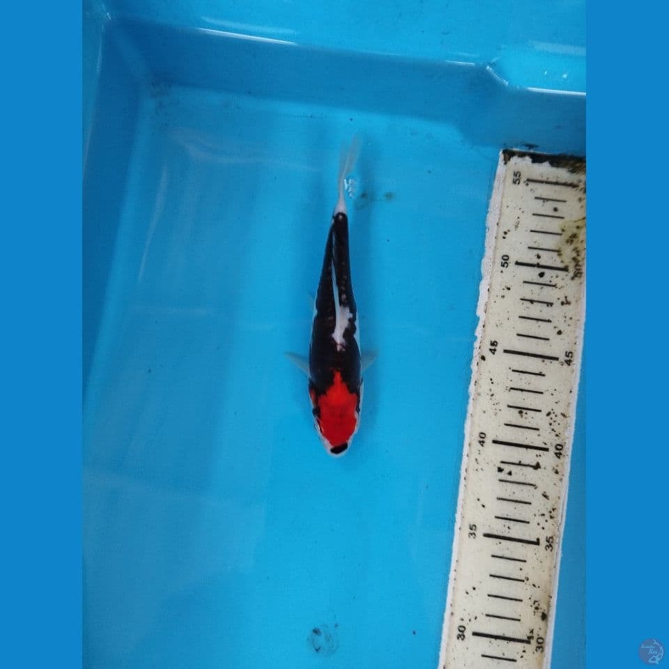 benikumon 17cm