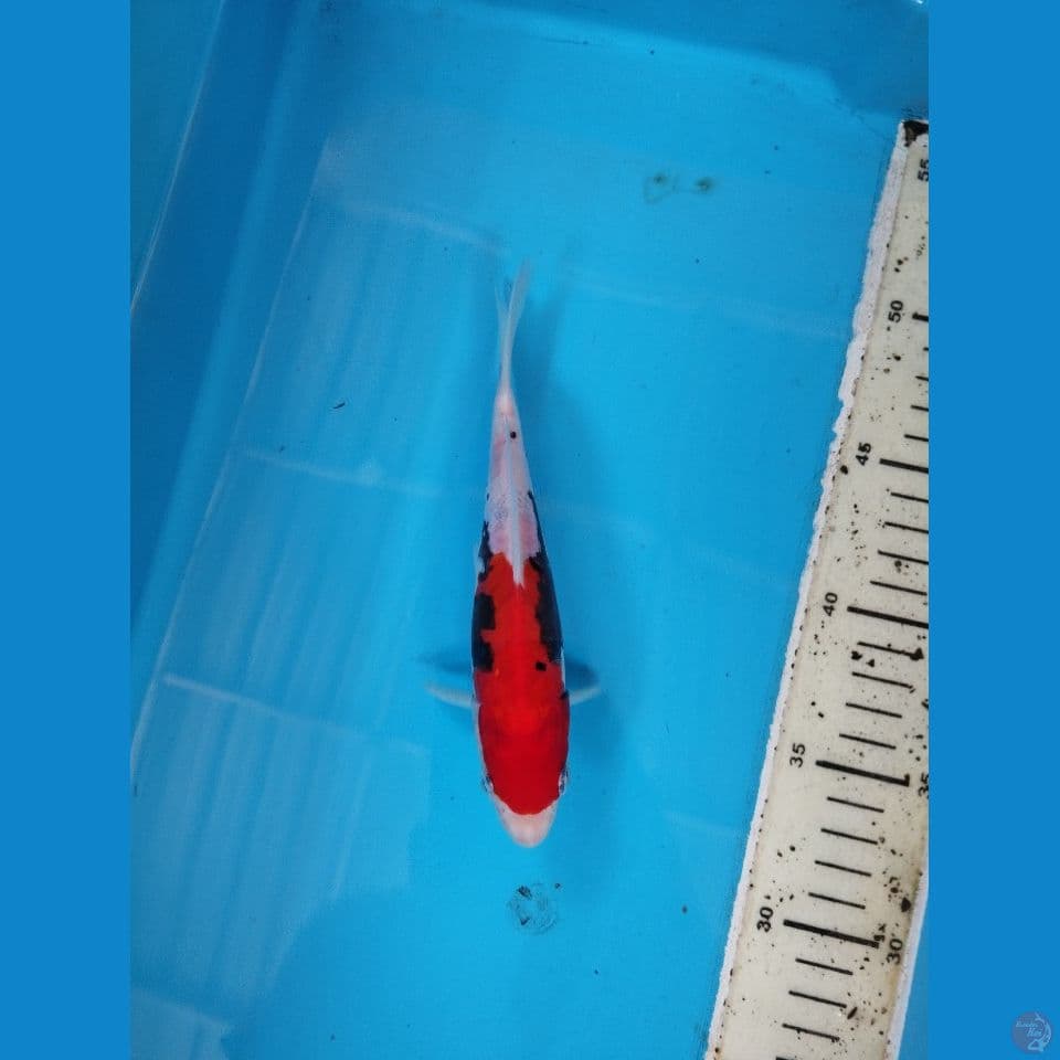 benikumon 17cm