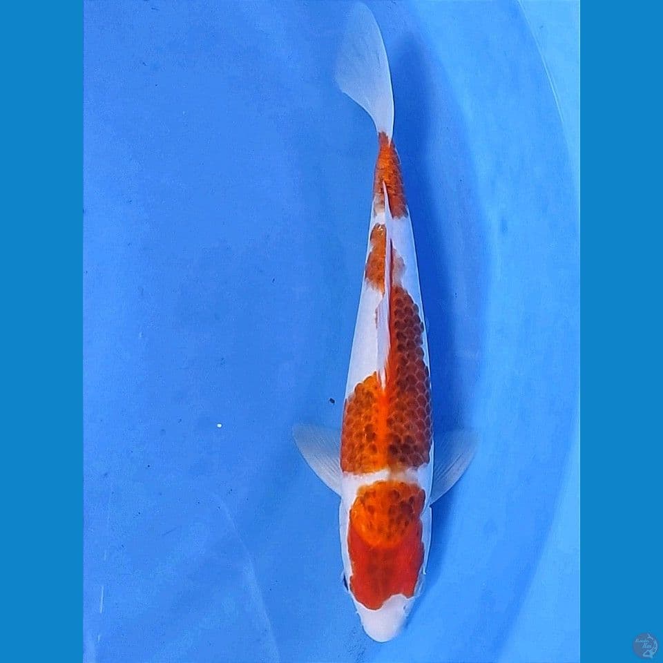 aigoromo 31cm