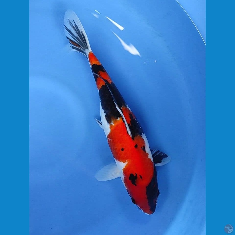 showa 37cm