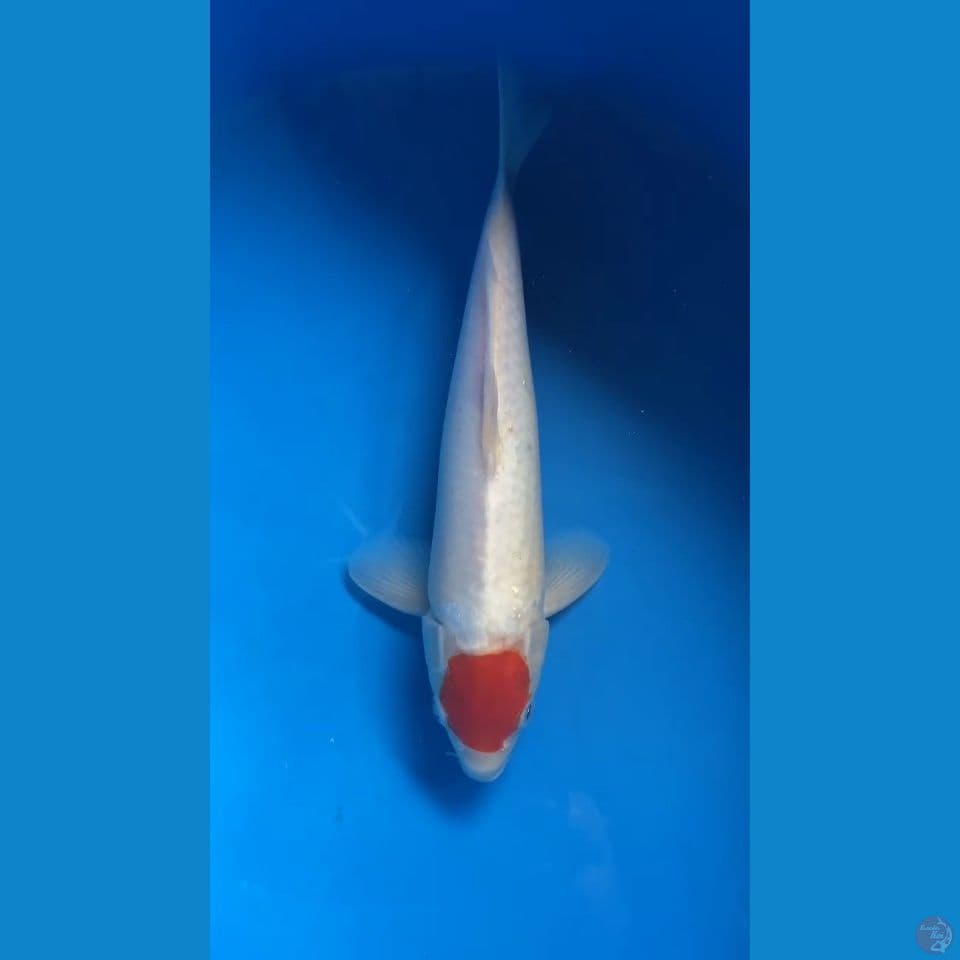 tancho kohaku 30 cm male
