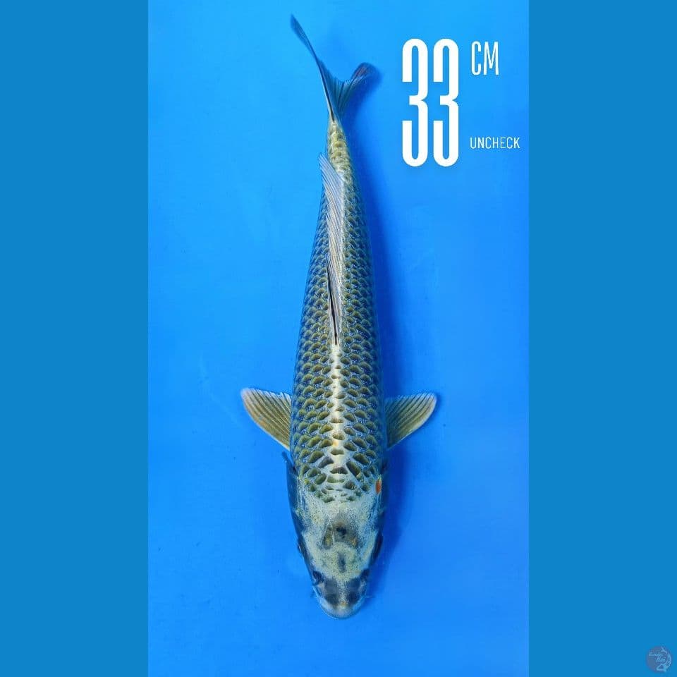 Silver Fox Bl Momotaro 33cm