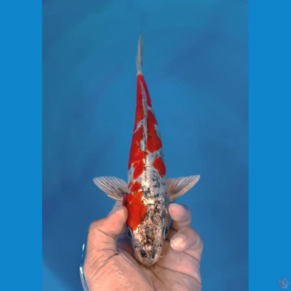 KIKO 33CM