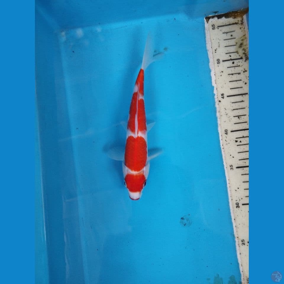 kohaku 24cm