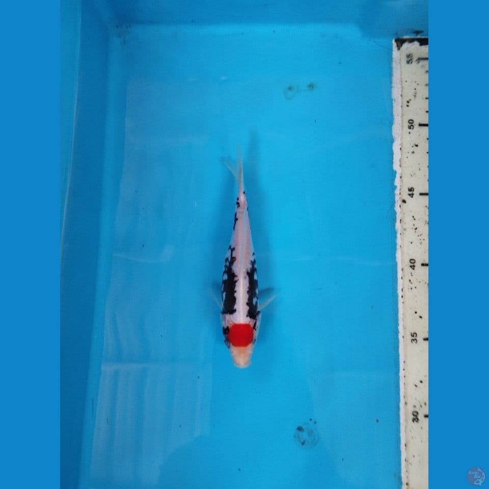 tancho benikumon 14cm