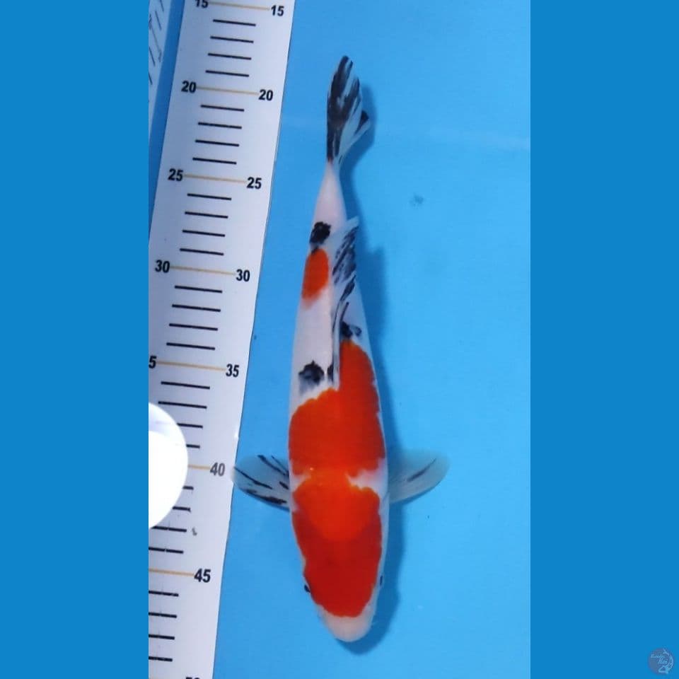 SANKE ORI 28CM - BETINA