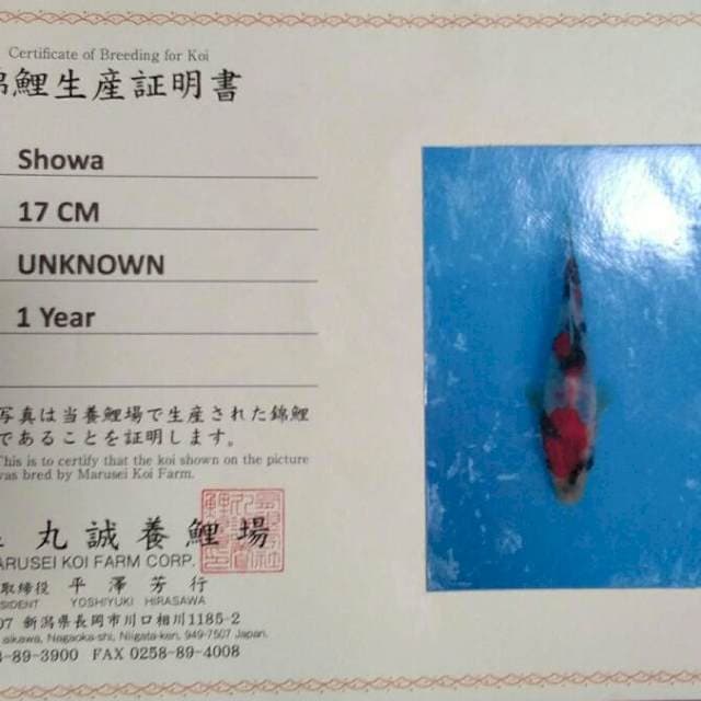 Showa import