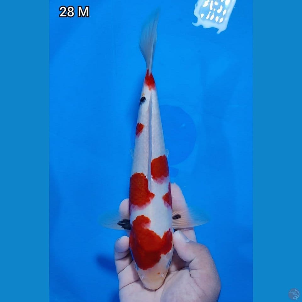Original 28cm Jantan
