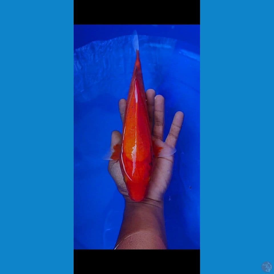 akahajiro tembus perut 33 cm