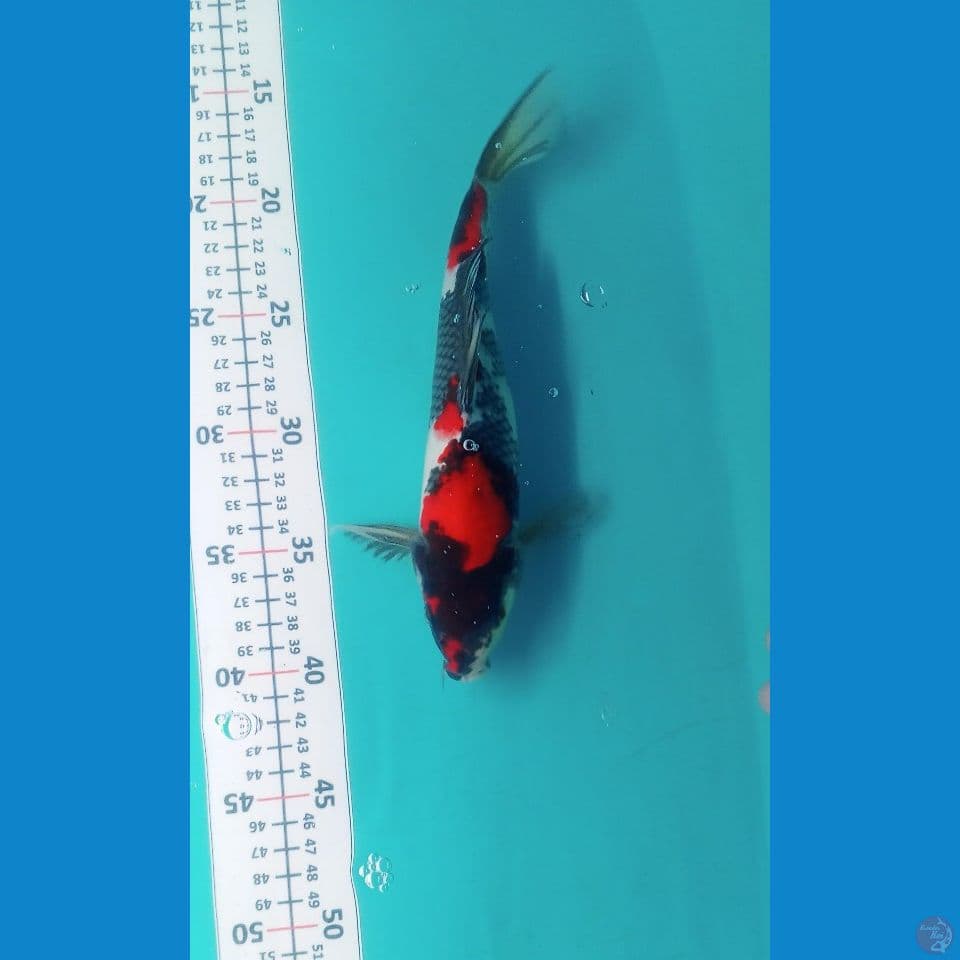 Showa