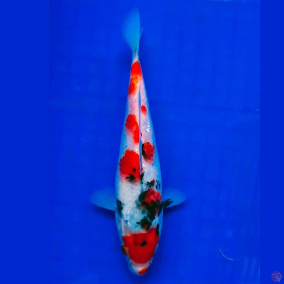 Showa 22cm