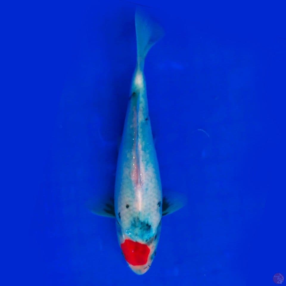 Tancho 22cm