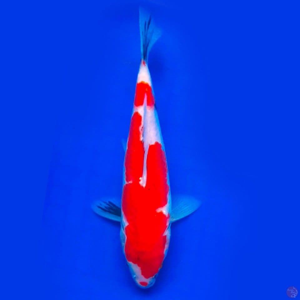 showa 22cm