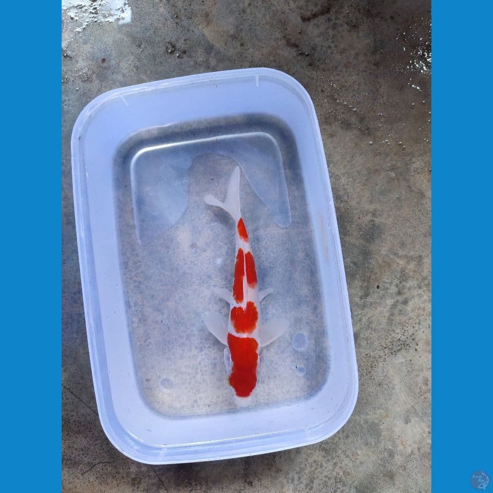kohaku 18 cm sq