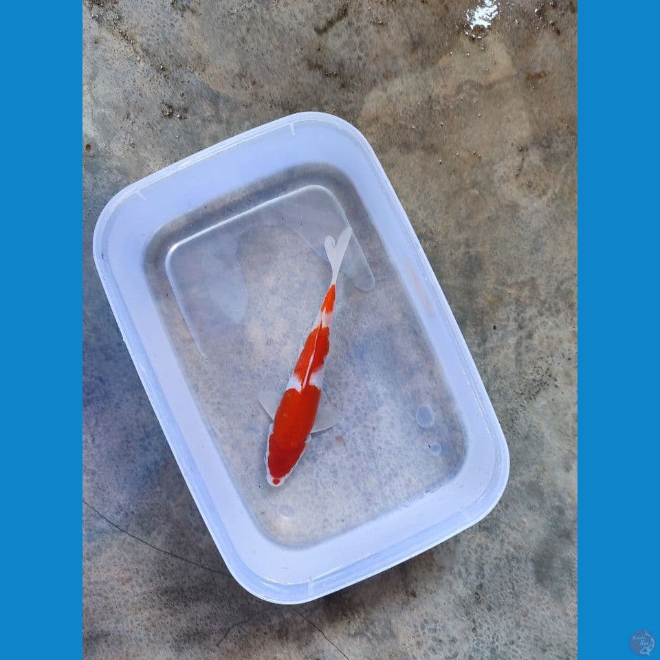 kohaku sq 18 cm